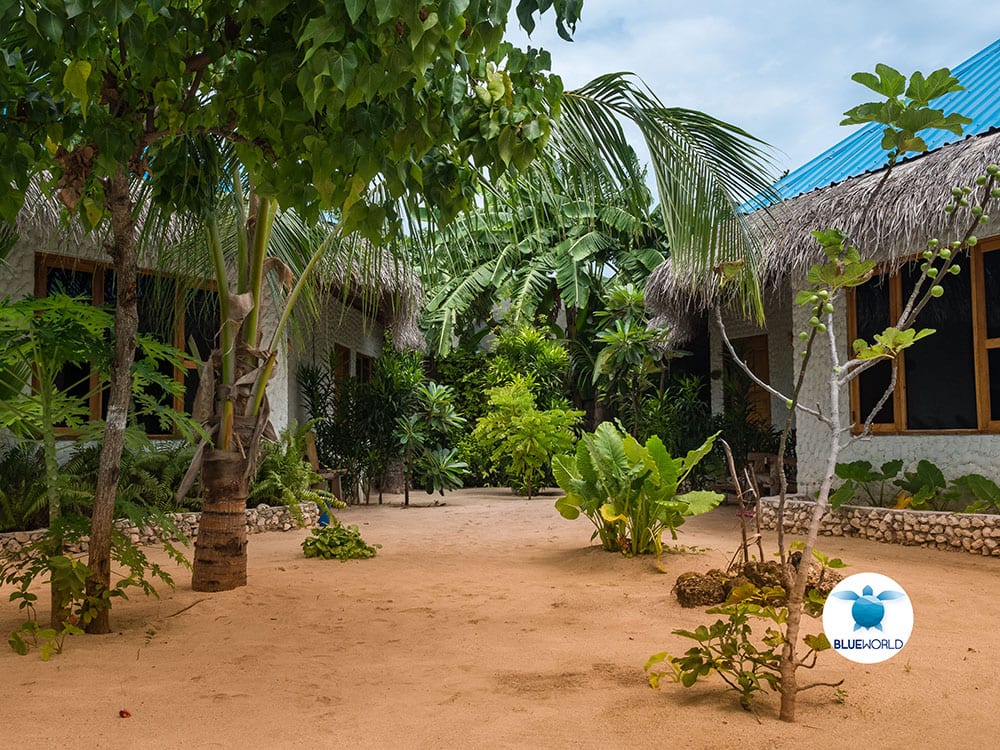 Sandy courtyard between Blue World Dharavandhoo's thatched-roof bungalows, surrounded by palms and banana plants